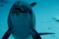 Schwimmen mit Delfinen in Hurghada*